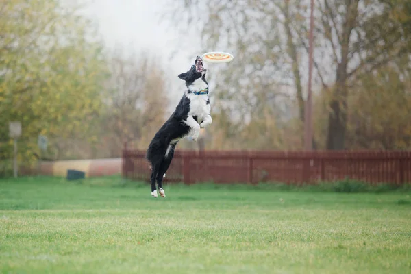 Hund Fångar Flygande Skiva — Stockfoto