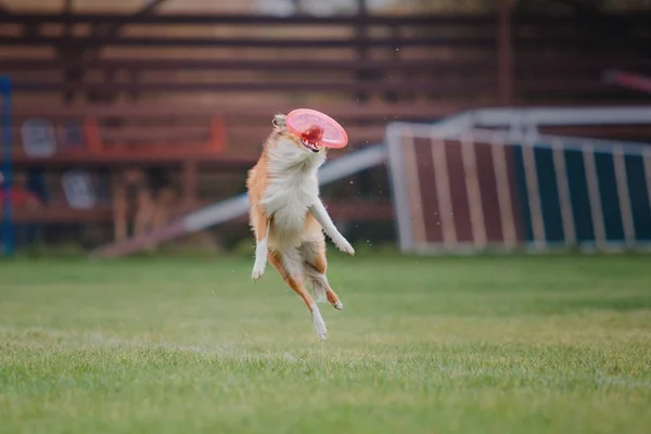 Perro Atrapa Disco Volador —  Fotos de Stock