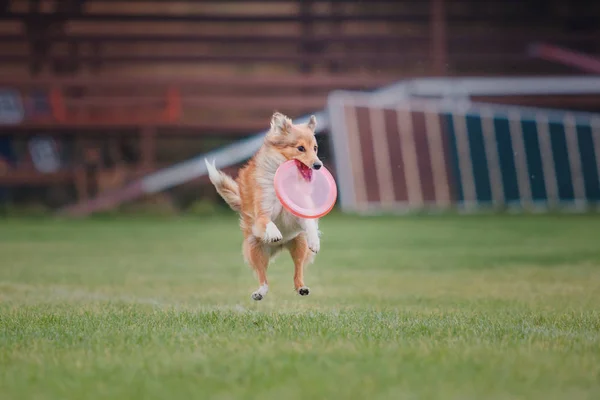 Hond Vangt Een Vliegende Schijf — Stockfoto