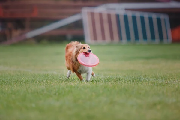 Hund Fängt Fliegende Scheibe — Stockfoto