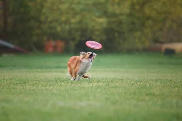 犬がフライング ディスクをキャッチします — ストック写真