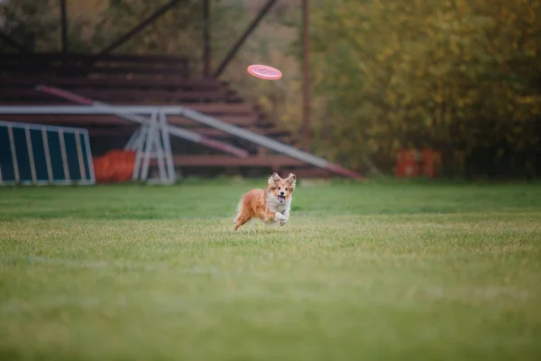 Hund Fängt Fliegende Scheibe — Stockfoto