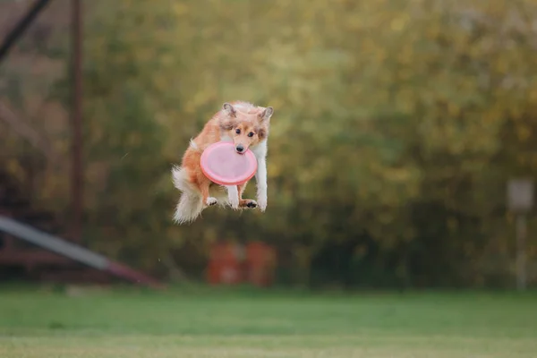 Hund Fängt Fliegende Scheibe — Stockfoto