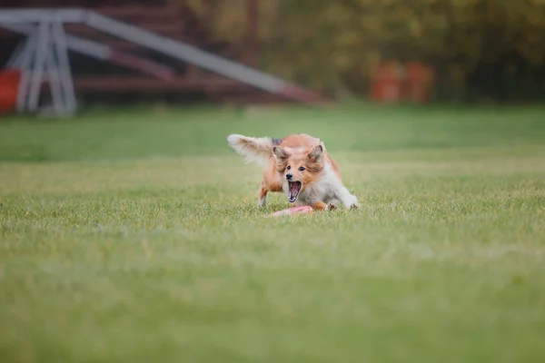 Hund Fångar Flygande Skiva — Stockfoto