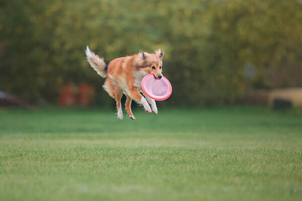Dog catches a flying disc