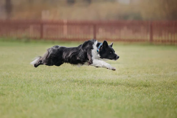 Hond Vangt Een Vliegende Schijf — Stockfoto