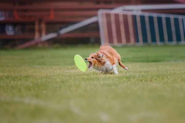 Dog Catches Flying Disc — Stock Photo, Image