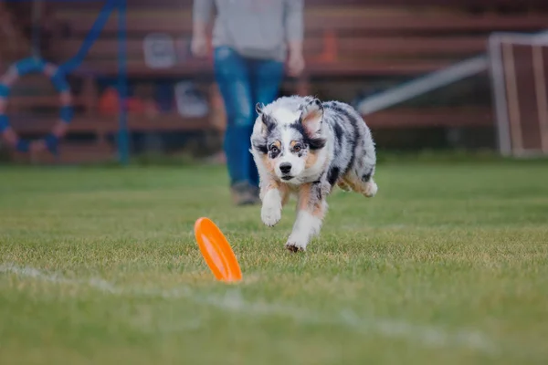 Hond Vangt Een Vliegende Schijf — Stockfoto