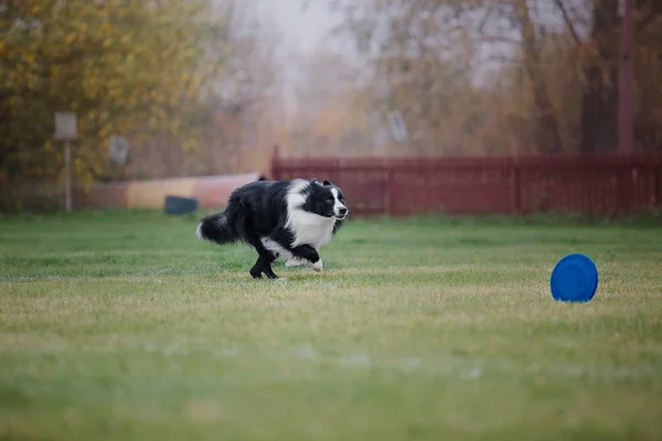 Uçan Bir Disk Köpek Yakalar — Stok fotoğraf