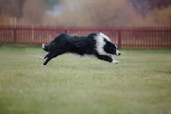 Hund Fångar Flygande Skiva — Stockfoto