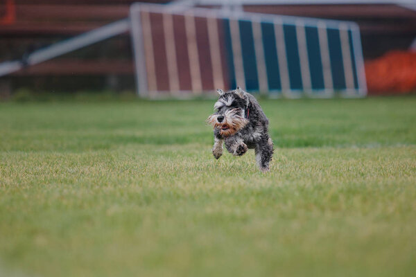 Dog catches a flying disc
