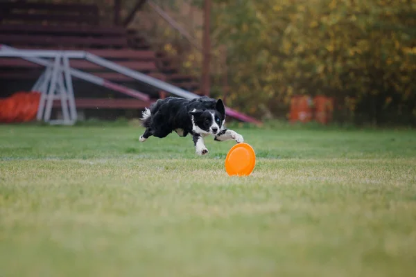 Dog catches a flying disc