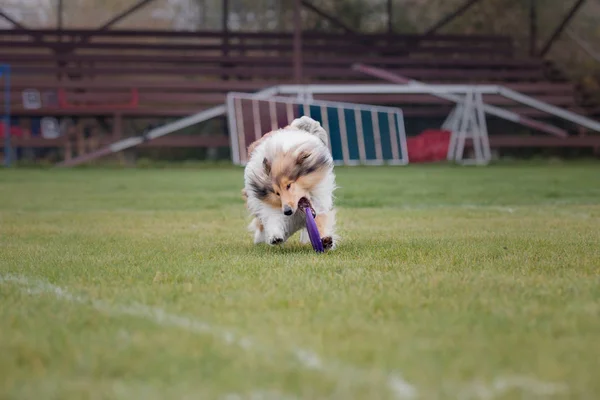 Uçan Bir Disk Köpek Yakalar — Stok fotoğraf