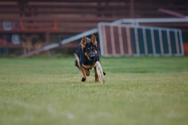 Perro Atrapa Disco Volador — Foto de Stock