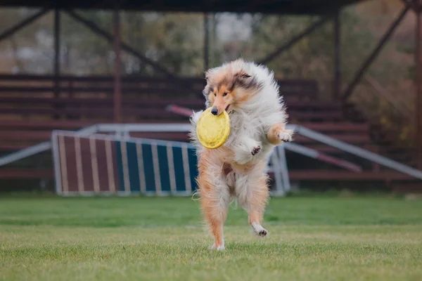 Hund Fångar Flygande Skiva — Stockfoto