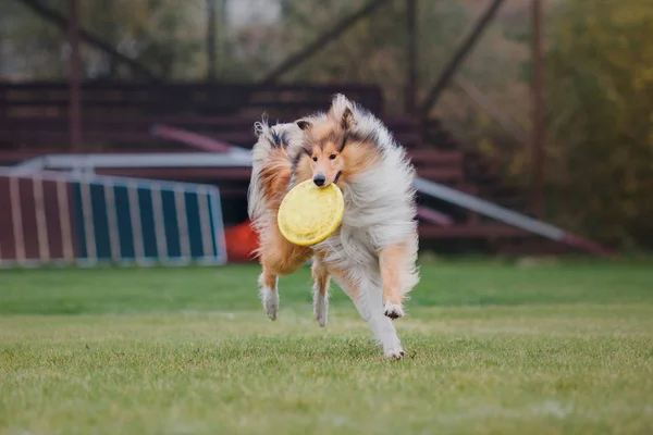 Hund Fängt Fliegende Scheibe — Stockfoto