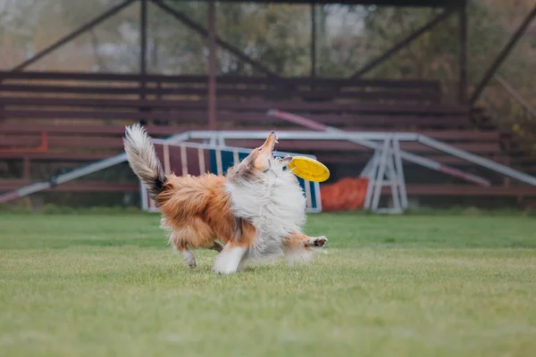 Dog Catches Flying Disc — Stock Photo, Image