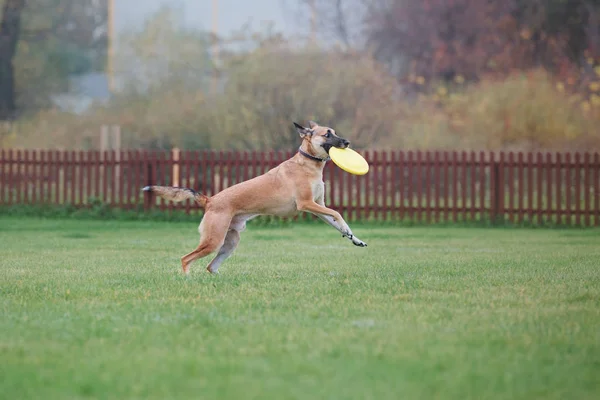 Σκύλος Πιάνει Έναν Ιπτάμενο Δίσκο — Φωτογραφία Αρχείου