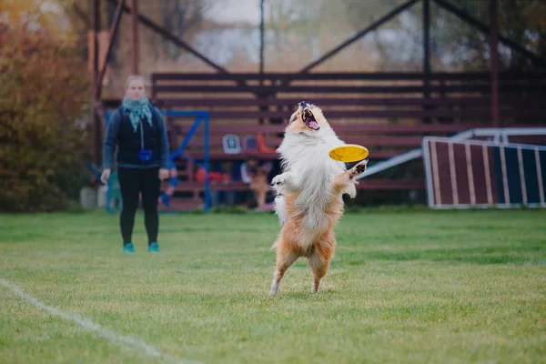 Hund Fängt Fliegende Scheibe — Stockfoto