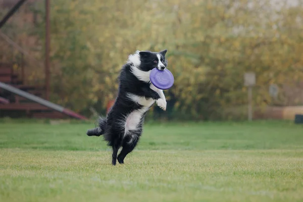 Hund Fångar Flygande Skiva — Stockfoto