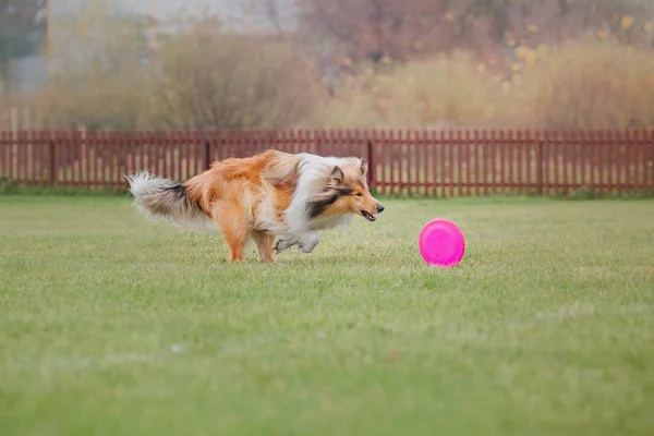 Hond Vangt Een Vliegende Schijf — Stockfoto