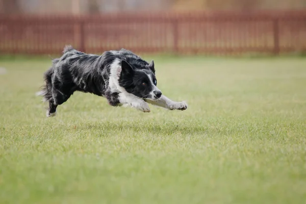 Hund Fångar Flygande Skiva — Stockfoto