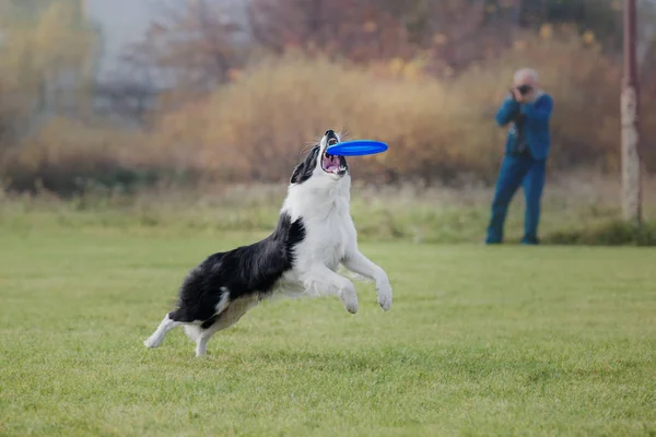 Perro Atrapa Disco Volador —  Fotos de Stock