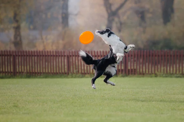 Cão Pega Disco Voador — Fotografia de Stock
