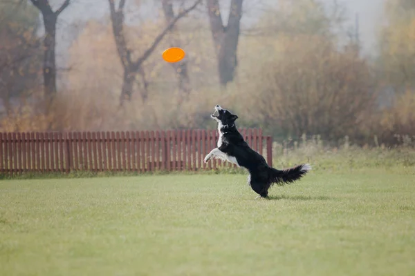 Pes Chytí Létající Disk — Stock fotografie