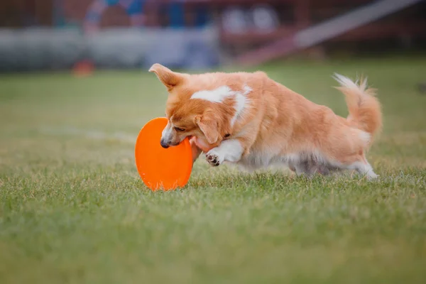 Dog Catches Flying Disc — Stock Photo, Image