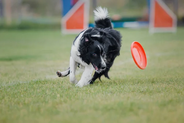 Anjing Menangkap Disk Terbang — Stok Foto
