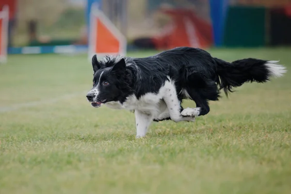 Perro Atrapa Disco Volador —  Fotos de Stock