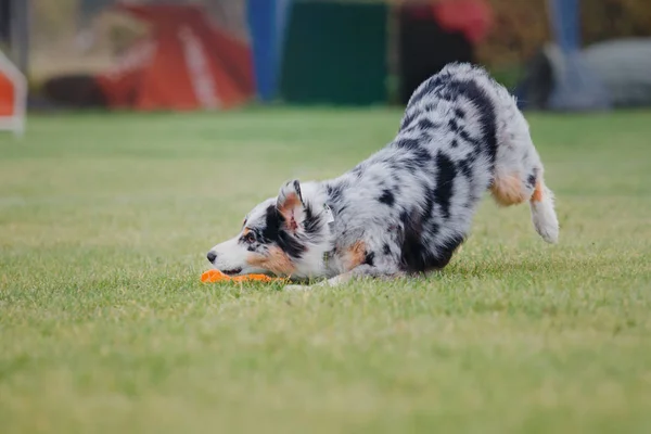 Hund Fängt Fliegende Scheibe — Stockfoto