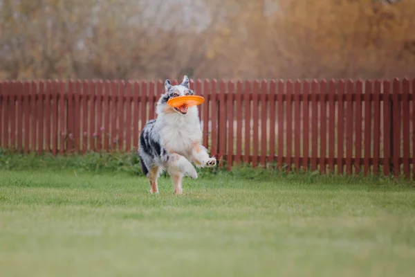 Uçan Bir Disk Köpek Yakalar — Stok fotoğraf