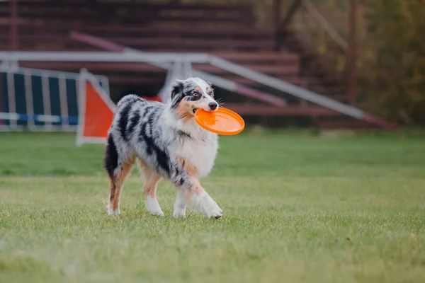 Chien Attrape Disque Volant — Photo