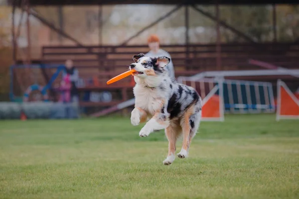 Hund Fängt Fliegende Scheibe — Stockfoto