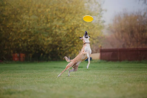 Hund Fångar Flygande Skiva — Stockfoto