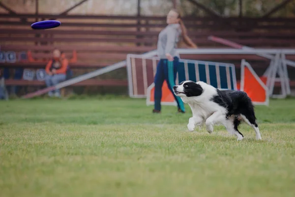 Dog Catches Flying Disc — Stock Photo, Image
