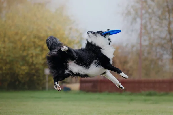 Hund Fängt Fliegende Scheibe — Stockfoto