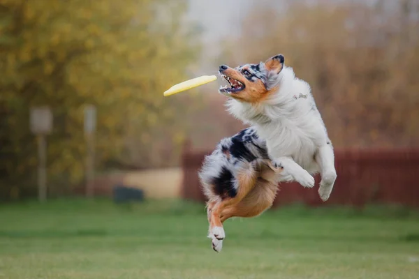 Dog Catches Flying Disc — Stock Photo, Image