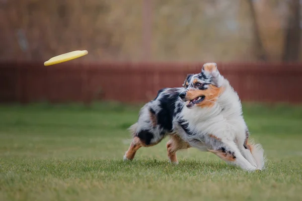 Dog Catches Flying Disc — Stock Photo, Image