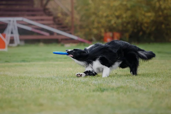 Hund Fängt Fliegende Scheibe — Stockfoto