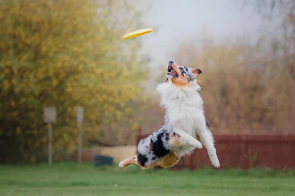 Hund Fångar Flygande Skiva — Stockfoto