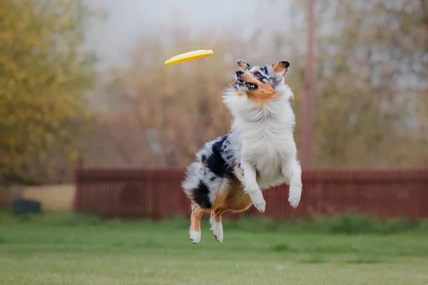 Chien Attrape Disque Volant — Photo