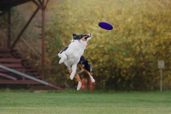 Pes Chytí Létající Disk — Stock fotografie