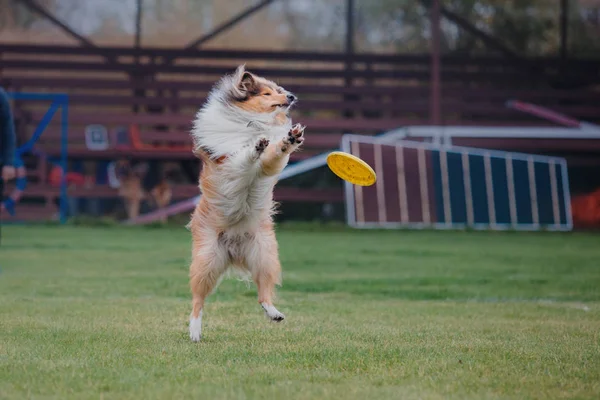 Hund Fängt Fliegende Scheibe — Stockfoto