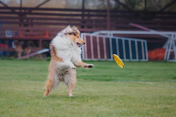 犬がフライング ディスクをキャッチします — ストック写真