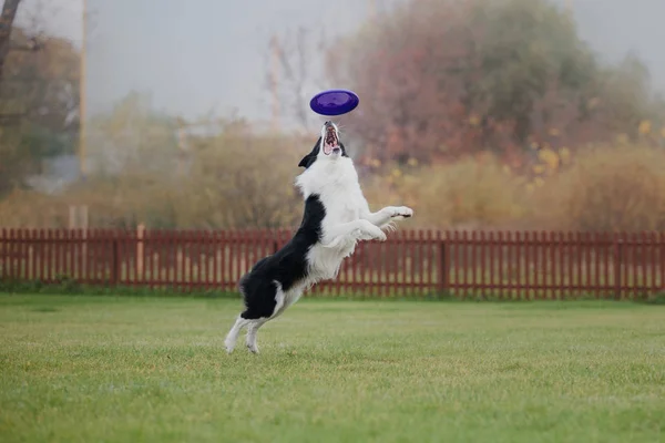 Hund Fångar Flygande Skiva — Stockfoto