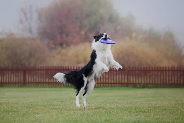 Hond Vangt Een Vliegende Schijf — Stockfoto