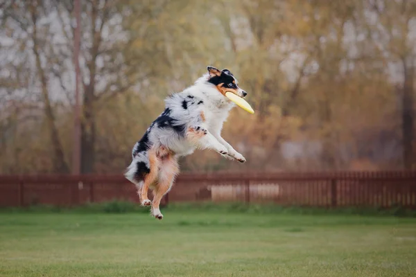 Perro Atrapa Disco Volador —  Fotos de Stock